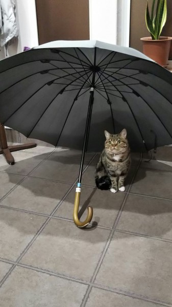 傘の下が大好きなんです！！(笑)
