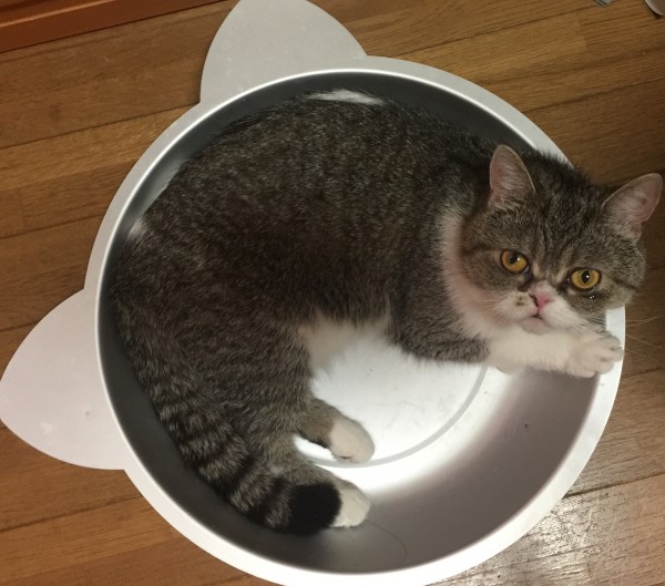 猫鍋に入って涼んでます。