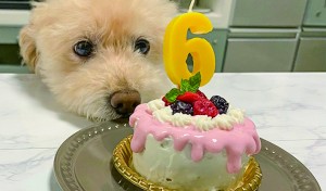 6歳のお誕生日手作りケーキでお祝い♪