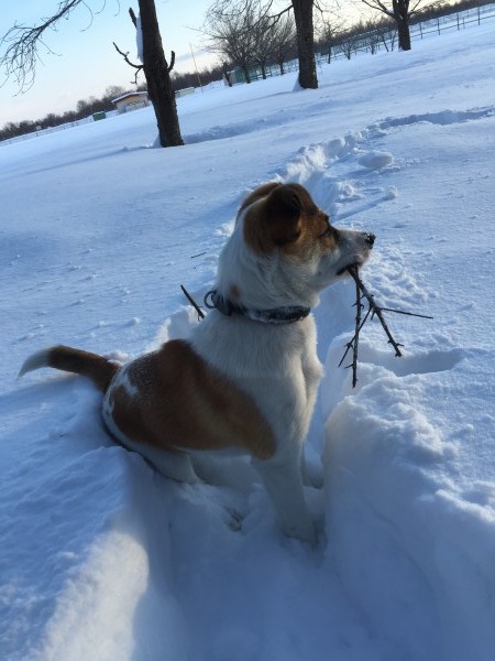 雪の中を走り回る犬