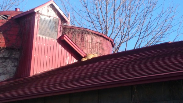 牛舎の屋根にキツネが