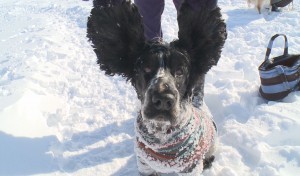 雪まみれな犬