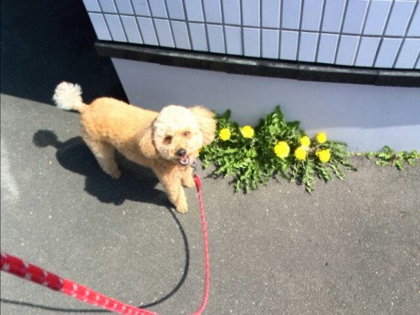 かわいいタンポポさん！春だね〜♪