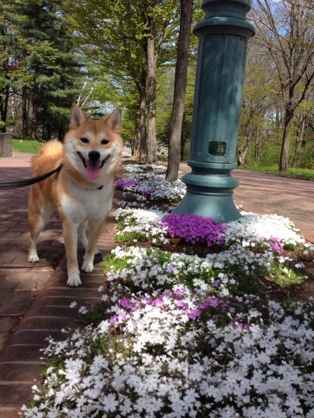 芝桜と柴犬