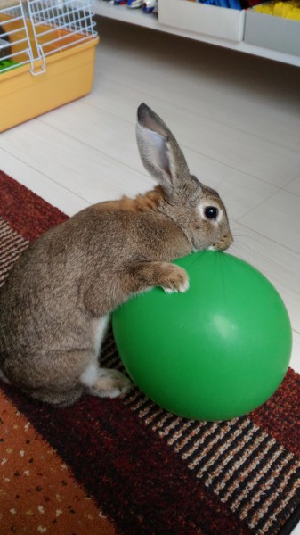ウサギだって風船で遊ぶよ〜！！