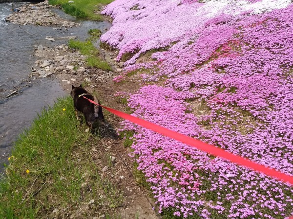 柴犬こはると芝桜、東藻琴にて！