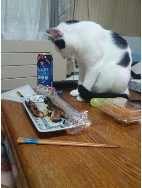 サンマ…食べたいにゃ〜（ФωФ） 