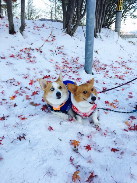 雪と紅葉のコラボ　奇麗だね　蓬&蒼