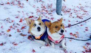 雪と紅葉のコラボ　奇麗だね　蓬&蒼