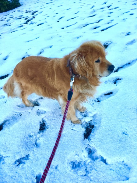 雪、降ったねー。足しゃっこい！