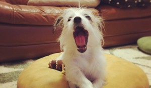 犬もあくびがうつるのね♪