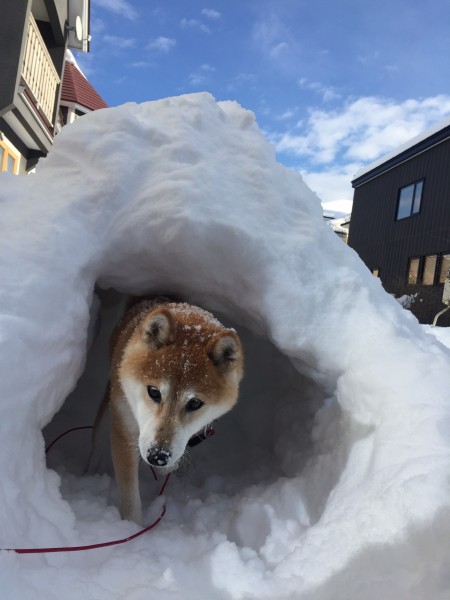 雪のお家にお引越し～っ。