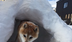 雪のお家にお引越し～っ。