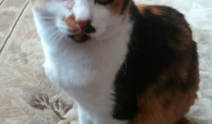 毎日癒やしてくれます。