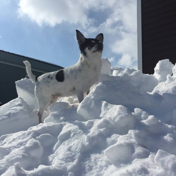 ここが山頂かな…