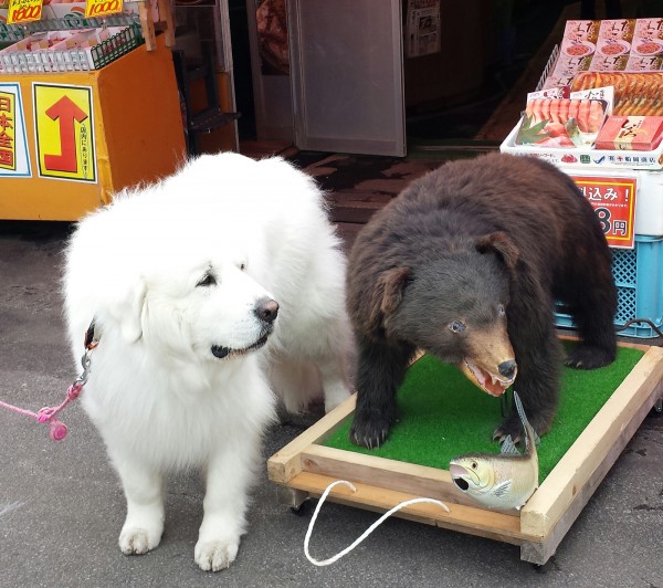 函館の朝市で熊さんとツーショット(●^o^●)