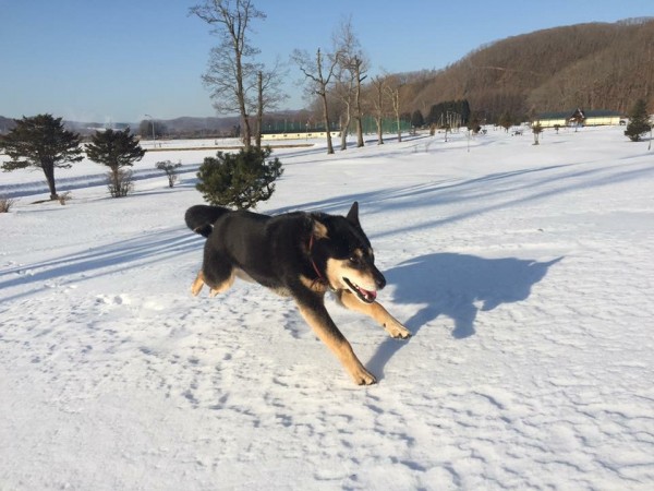 老犬だけど、冬は雪の中を走り回るのが大好き!!