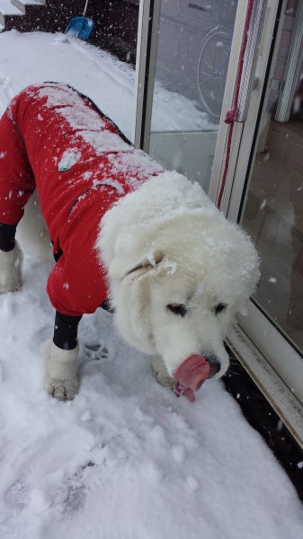 おいしい雪が降ってきた⛄