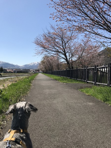 奥の山にはまだ雪が。次の日満開、その次の日桜吹雪！