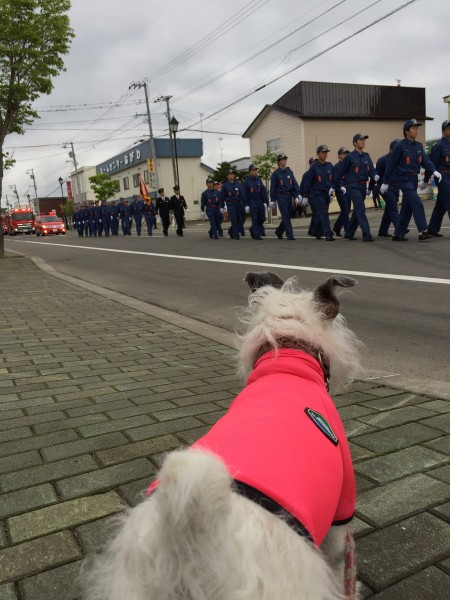 消防団犬になれるかな。