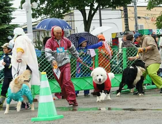 北見で雨の中運動会。