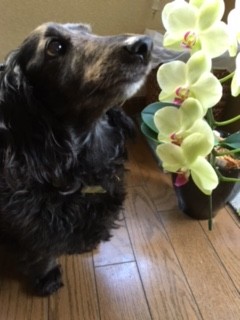 親戚から退職祝いに贈られたコチョウランに愛犬も感激！