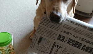 母ちゃん新聞だよっ