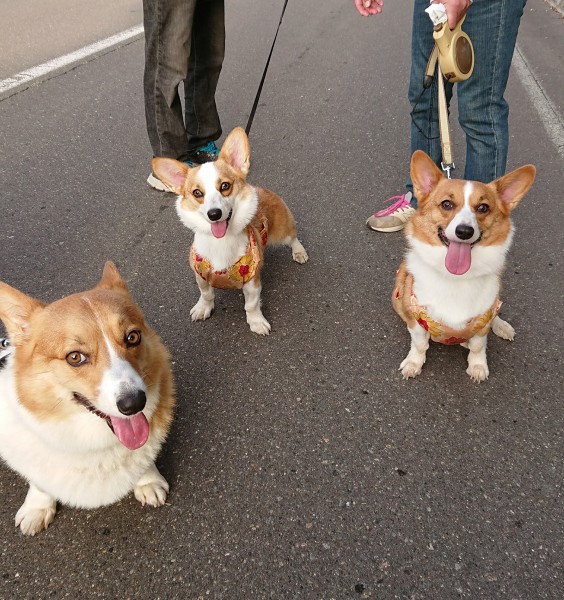 朝の散歩で会えるお友達です！