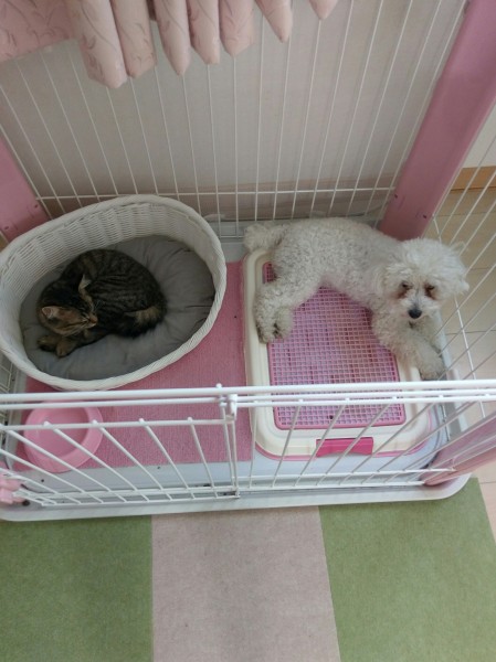 犬と猫仲良くお留守番