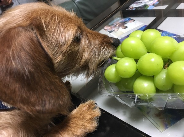 僕は食べられるものでしょうか(^^;)