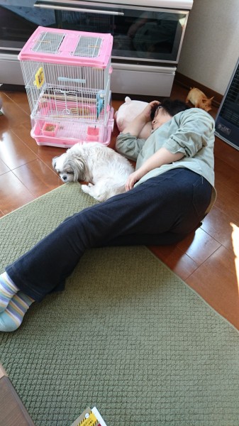 ももちゃん(犬)、リリちゃん(小鳥)とママの昼寝