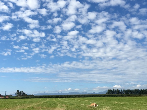 2番牧草終了後の広～いドッグラン。