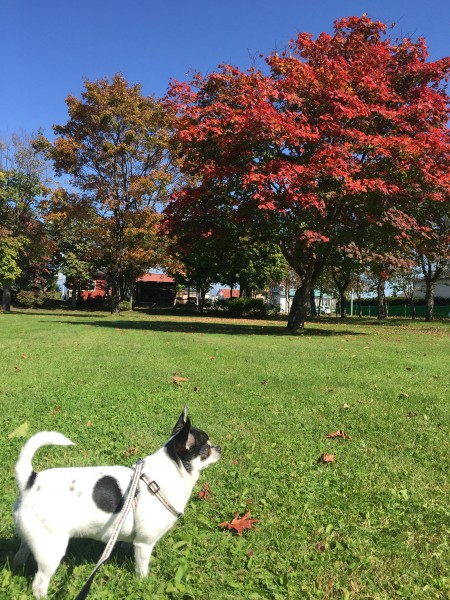 「紅葉  綺麗だね～。」まろね...