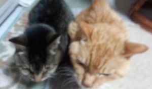 老ニャンコまだまだ元気。