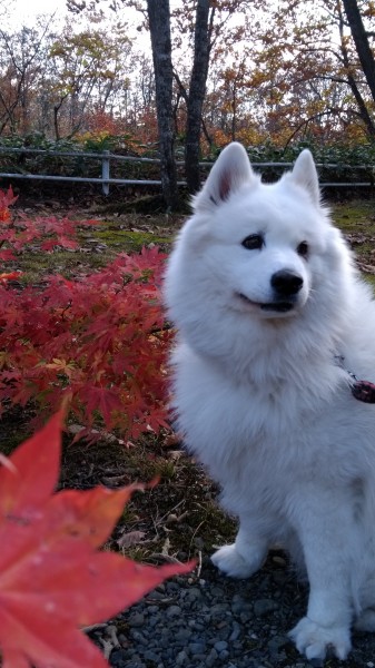 紅色もみじ綺麗でした！