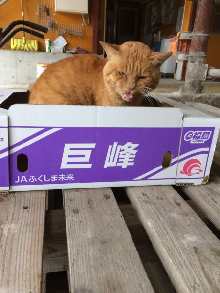 箱猫。