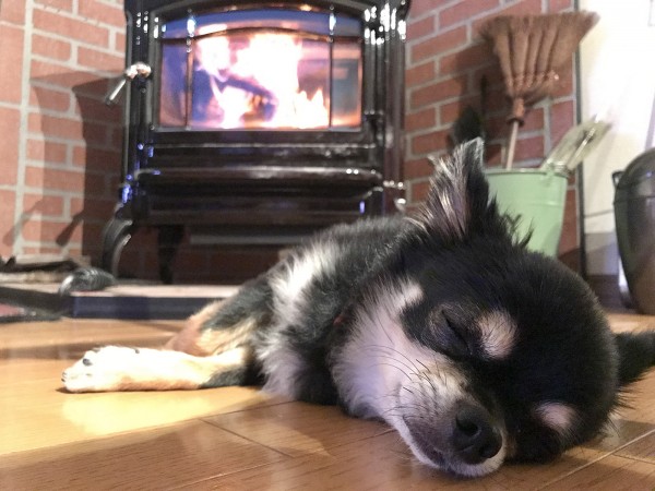 今年もストーブ犬の季節がやってきました。