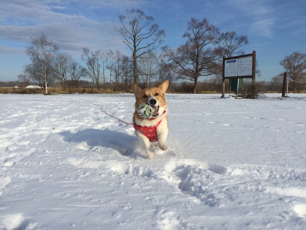 雪が大好き！寒さもへっちゃらのマロン！