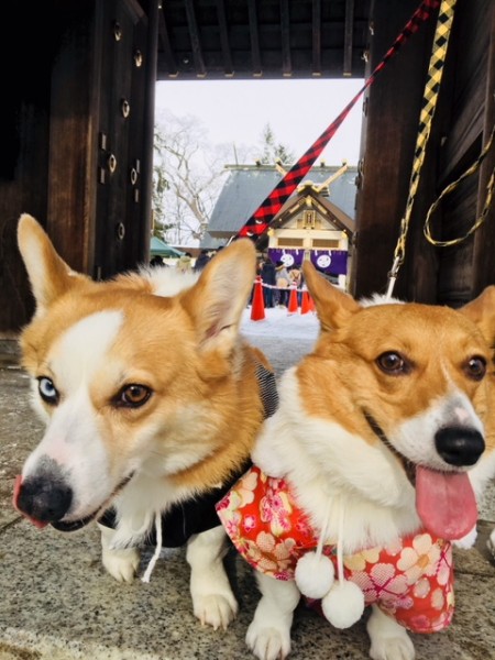 帯広神社に初詣に行ってきたよ　蓬＆蒼