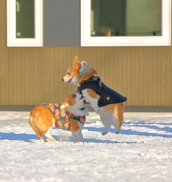 オイラ飛べるよ。見てて〜。蒼とごん太。