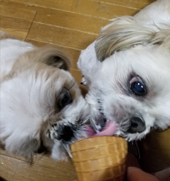 アイスクリーム！おいしいね(^^)仲良く食べようね(^^)