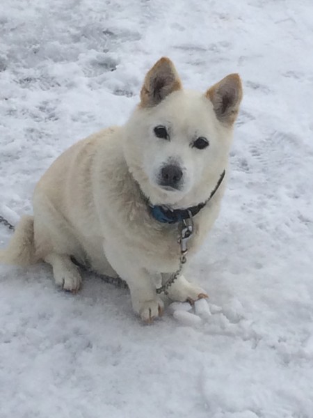 「白い雪の中の白い犬。僕の名前は「シロ」と言います(*^ω^*)」