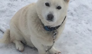 「白い雪の中の白い犬。僕の名前は「シロ」と言います(*^ω^*)」