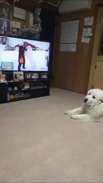 マメ、テレビデビューしたよ♫