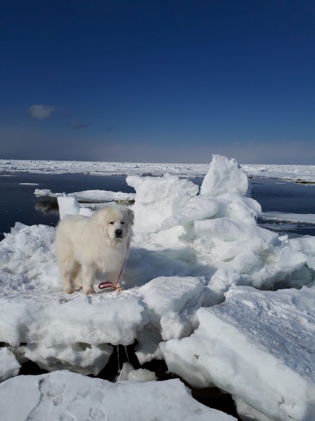 流氷の上で怖がるシロクマもどきのマメ（＞＜）