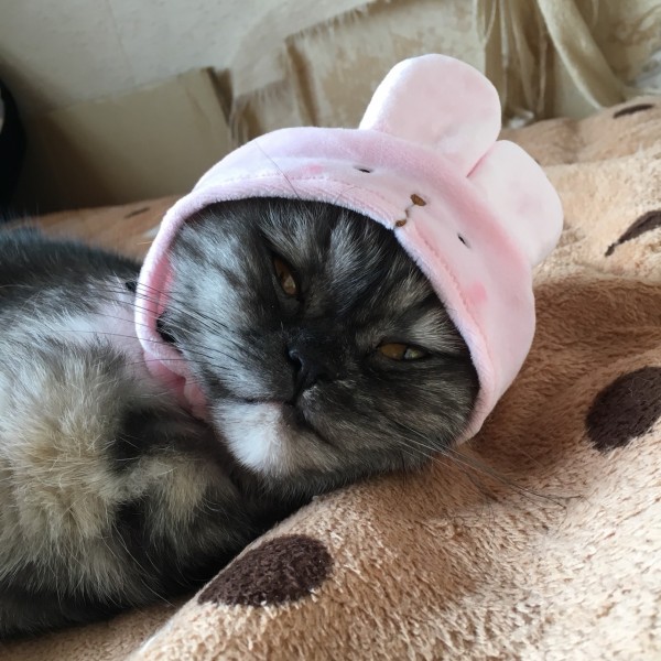 私眠いのよฅ^•ﻌ•^ฅ