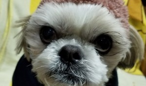 こんなんですが？！