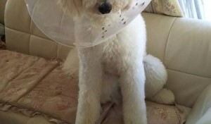 母ちゃん! この襟巻きイヤ! なんですけど