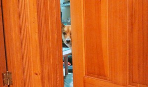 かくれんぼ中！！