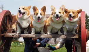 お花がいっぱい。